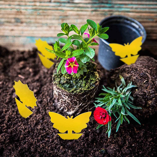 Fruit Fly Traps Fungus Gnat Traps Yellow Sticky Bug Traps 36 Pack No Harm and Odorless for Indoor Outdoor Use Protect The Plant