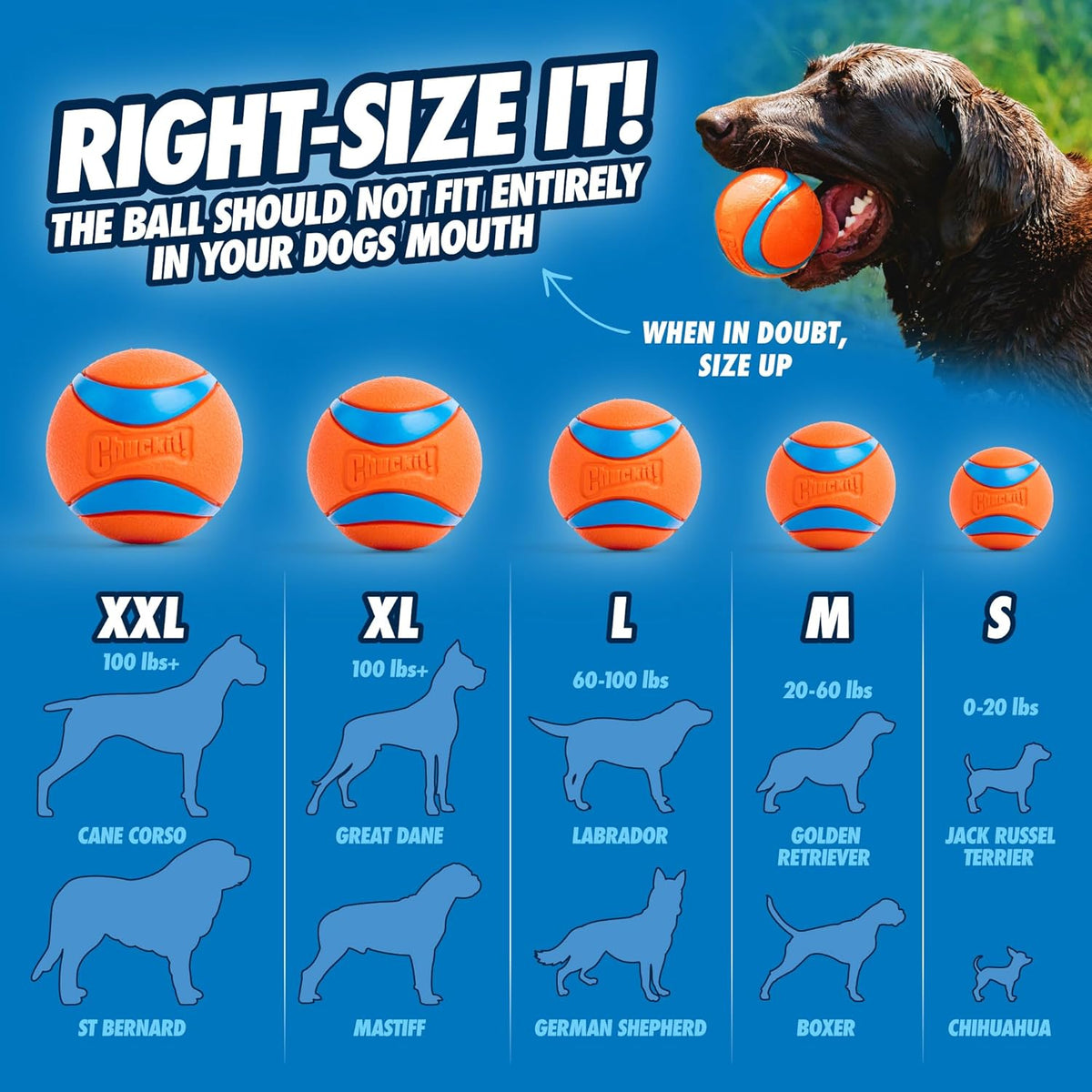 Chuckit! Dog Ball Launcher - Sport 12" with Medium (2.5"), Dog Fetch Ball Thrower, For Dogs 20-60 Pounds, Made in USA